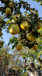 იყიდება სამოსახლო მიწის ნაკვეთი, მუხიანის დაჩები