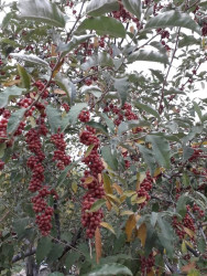 იყიდება სამოსახლო მიწის ნაკვეთი, მუხიანის დაჩები