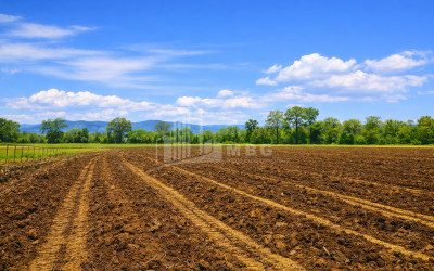 იყიდება სავენახე - საშატოე მიწის ნაკვეთი თელავში