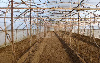 For Sale Land, Nosiri, Senaki, Samegrelo