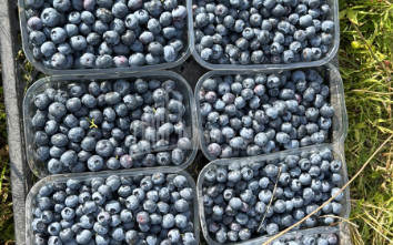For Sale Blueberry orchard Land In Baileti, Ozurgeti