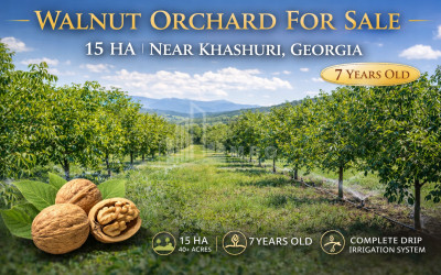 Продается Коммерческий Бичнигаури Душети Мцхета   Мтианети