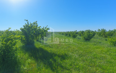 For Sale Land Kvemo Shukhuti Lanchkhuti Municipalities of Guria
