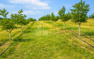 Продается Фруктовые сад Земля В Хашури