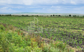 For Sale Land Badiauri Sagarejo Kakheti