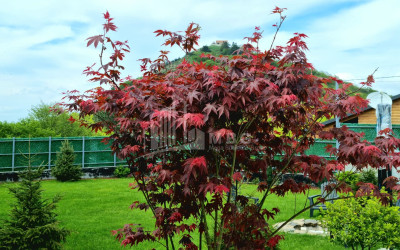 Продается Дом - Вилла В Коджори, Мтацминда Район