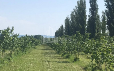 Продается Фруктовые сад Земля, в Сенакски