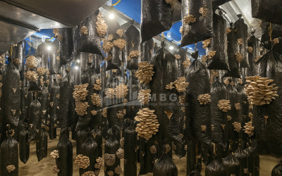 For Sale Commercial Okami Kaspi Shida Kartli