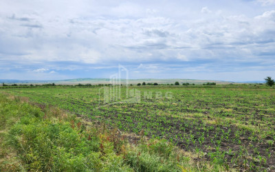 For Sale Land Badiauri Sagarejo Kakheti