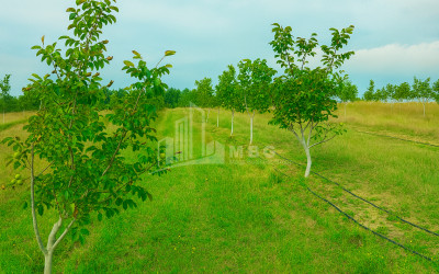 იყიდება მიწის ნაკვეთი ხაშური შიდა ქართლი