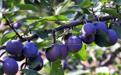 For Sale Mushroom Factory Commercial, in Okami