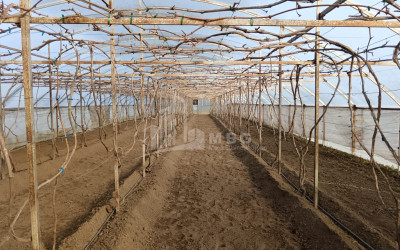 For Sale Land, Nosiri, Senaki, Samegrelo