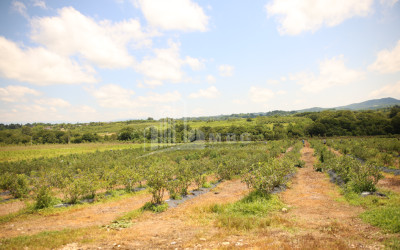For Sale Orchards Land In Senaki