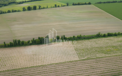 For Sale Land Telavi Kakheti