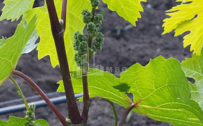 იყიდება კომერციული ფართი ძეგვი მცხეთა მცხეთა   მთიანეთი