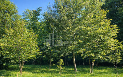 Business for sale Commercial Telavi Kakheti