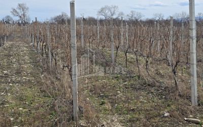 For Sale Orchards Land In Tsinandali, Telavi