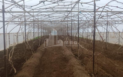 For Sale Land, Nosiri, Senaki, Samegrelo