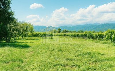 იყიდება მიწის ნაკვეთი ყვარელი კახეთი