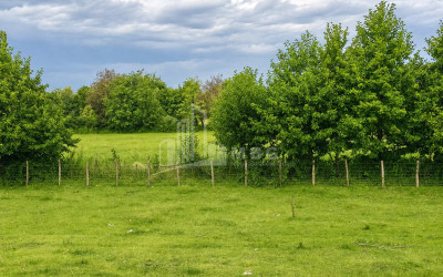 For Sale Orchards Land In Abasha