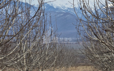 For Sale Orchards Land In Tsinandali, Telavi