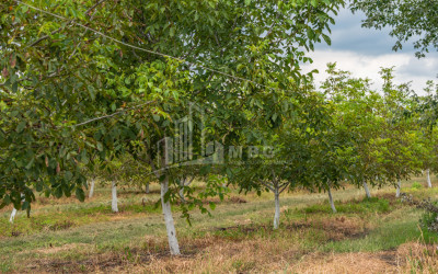 For Sale Land Kakheti