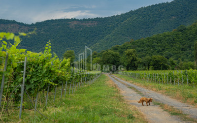 For Sale Land Napareuli Telavi Kakheti