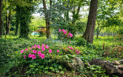 Business for sale Commercial Telavi Kakheti