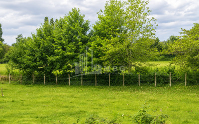 For Sale Orchards Land In Abasha