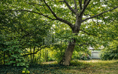 For Sale Old building House - Villa In Sagarejo