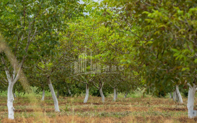 For Sale Land Kakheti