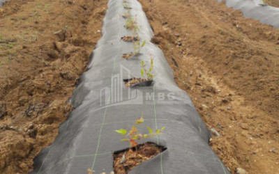 For Sale Blueberry orchard Land In Baileti, Ozurgeti