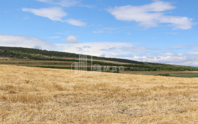 For Sale Country Land, in Borjomi