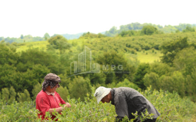For Sale Orchards Land In Senaki