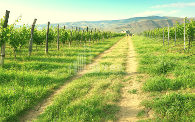 იყიდება კომერციული ფართი დოესი კასპი შიდა ქართლი