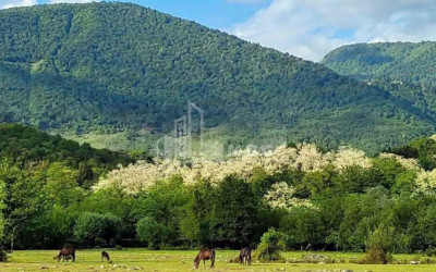 For Sale Land Salkhino Martvili Samegrelo   Upper Svaneti