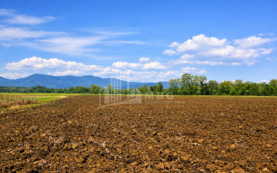 იყიდება სავენახე - საშატოე მიწის ნაკვეთი თელავში
