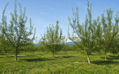 For Sale Orchards Land In Tsinandali, Telavi
