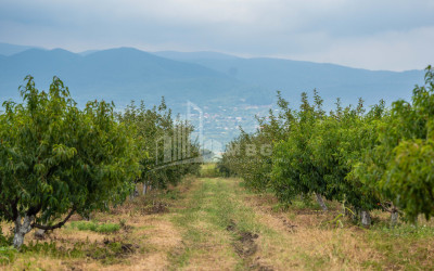 For Sale Land Kakheti