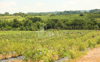 For Sale Orchards Land In Senaki