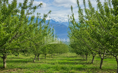 For Sale Orchards Land In Tsinandali, Telavi