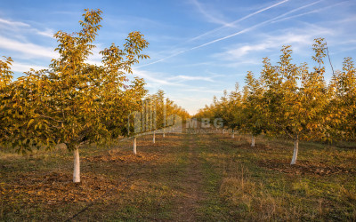 Продается Ореховый сад Земля В Мелани, Гурджаани