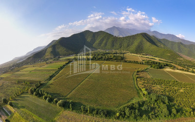 იყიდება მიწის ნაკვეთი ყვარელი კახეთი