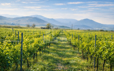 Business for sale Commercial Telavi Kakheti