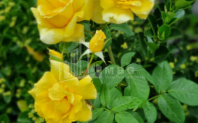 Продается Дом - Вилла В Коджори, Мтацминда Район