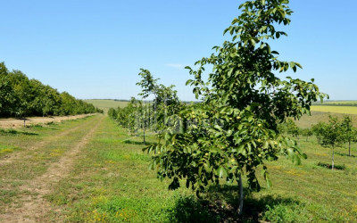 For Sale Orchards Land, in Signagi