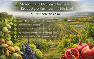 For-Sale-Land-Village-Shaumiani-Marneuli-Kvemo-Kartli