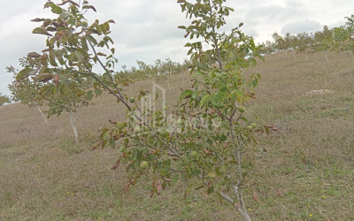 იყიდება მიწის ნაკვეთი ხაშური შიდა ქართლი