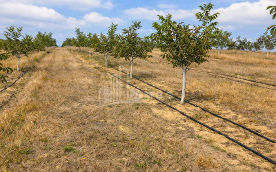 Продается Фруктовые сад Земля В Хашури