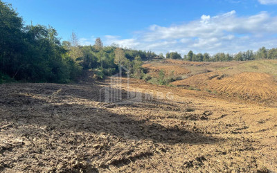 For Sale Blueberry orchard Land In Baileti, Ozurgeti